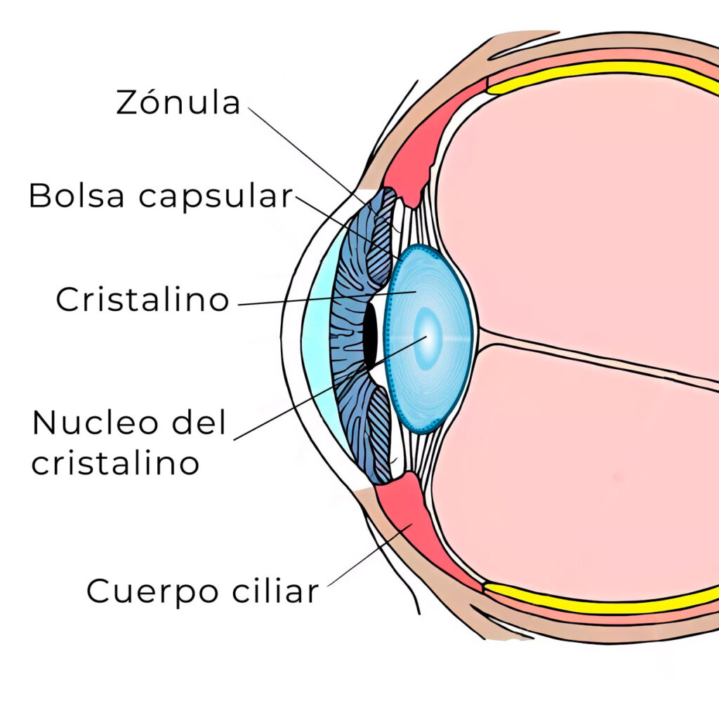 Ojo_humano-delante Scheme of the parts that surround the lens