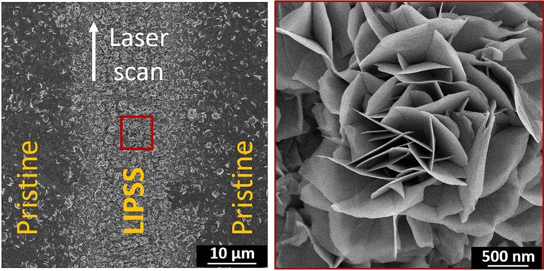 articulo-crecimiento-fuera-de-plano-2D Microscope image showing flat circles of material oriented vertically and cut into each other