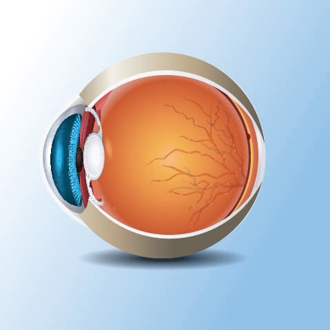 Coste y beneficio perceptual de las lentes intraoculares correctoras de la presbicia: efecto de la distribución de energía, adición y adaptación